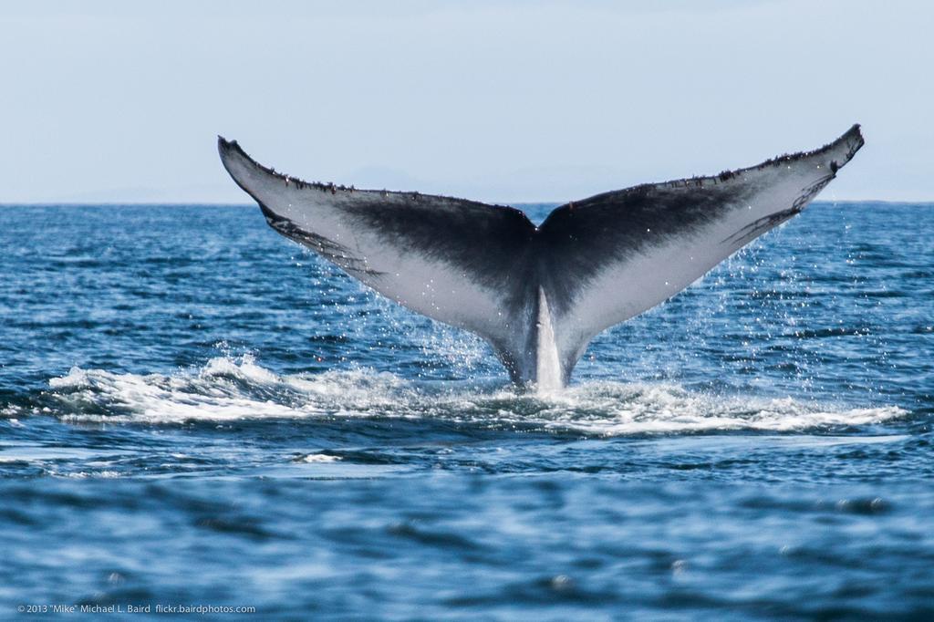 Dolphin Safari Lodge Mahonda 외부 사진