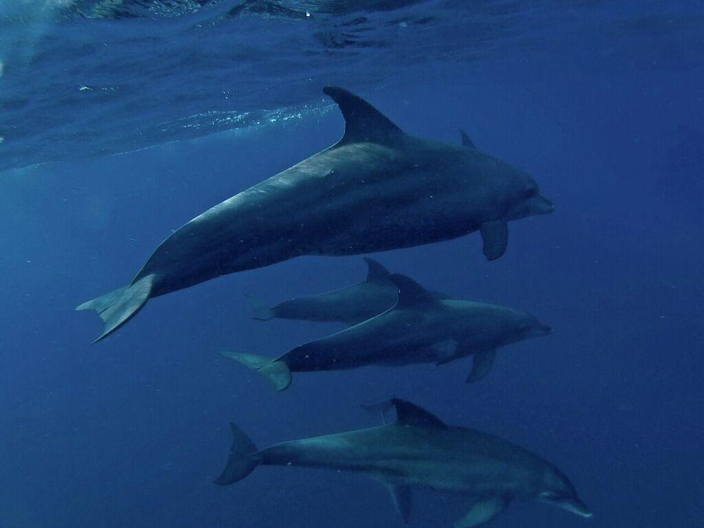 Dolphin Safari Lodge Mahonda 외부 사진